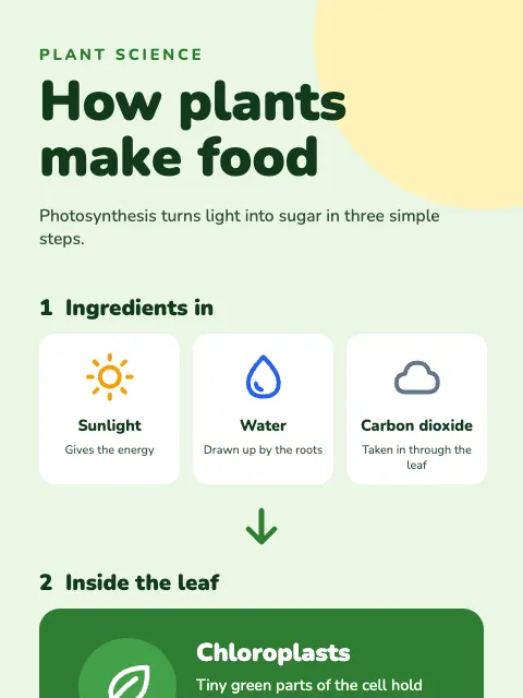 Photosynthesis in Three Steps