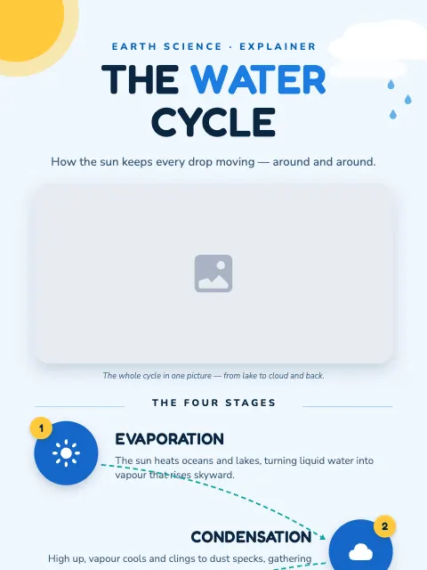 Water Cycle Explainer