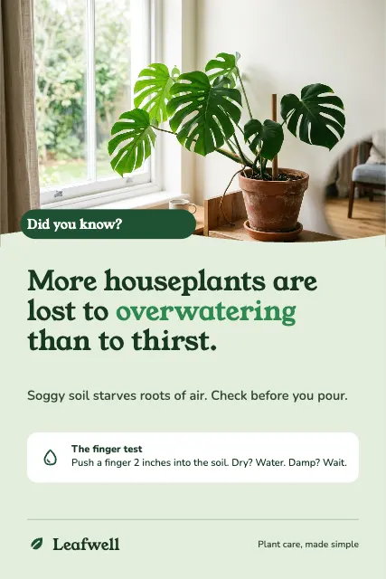 Did You Know Plant Tip